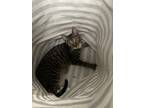 Adopt Barry a Gray, Blue or Silver Tabby Domestic Shorthair / Mixed (short coat)