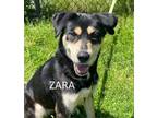 Adopt Zara a Black - with Tan, Yellow or Fawn Husky / Shepherd (Unknown Type) /