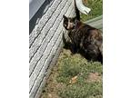 Adopt Raya a Tortoiseshell Calico / Mixed (short coat) cat in San Antonio