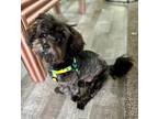 Adopt Munchkin a Black - with Gray or Silver Shih Poo / Mixed dog in Nashville