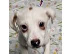 Adopt roxxxy a White - with Brown or Chocolate Jack Russell Terrier / Mixed