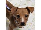 Adopt foxxxy a Brown/Chocolate - with White Jack Russell Terrier / Mixed Breed