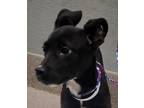 Adopt hope a Black - with White Mixed Breed (Medium) / Mixed dog in las vegas