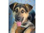 Adopt Elmer a Black - with Tan, Yellow or Fawn German Shepherd Dog / Mixed dog