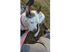 Adopt Jewelz a Merle American Pit Bull Terrier / Catahoula Leopard Dog / Mixed