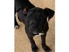 Adopt Autmn Lonestar a Black Terrier (Unknown Type, Medium) / Mixed dog in