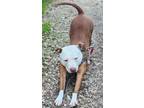 Adopt Rudy a White - with Red, Golden, Orange or Chestnut American Pit Bull