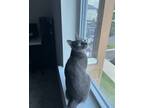 Adopt Sparrow a Gray, Blue or Silver Tabby Siamese / Mixed (short coat) cat in
