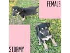 Adopt Stormy a Black - with Tan, Yellow or Fawn Chiweenie / Boston Terrier /