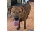 Adopt olive a Brindle American Pit Bull Terrier / Border Terrier / Mixed dog in