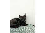 Adopt Blackbeauty a All Black Domestic Shorthair (short coat) cat in Kalamazoo