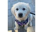 Adopt Abby a White - with Red, Golden, Orange or Chestnut Golden Retriever /