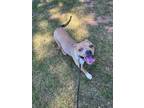 Adopt Hilly aka Opal a Tan/Yellow/Fawn Pit Bull Terrier / Mixed dog in