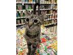Adopt Little Foot a Gray, Blue or Silver Tabby Domestic Shorthair (short coat)