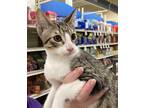 Adopt Ducky a Gray, Blue or Silver Tabby Domestic Shorthair (short coat) cat in