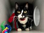 Adopt Luka a Domestic Shorthair / Mixed (short coat) cat in New York