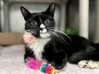 Adopt Maya a Domestic Shorthair / Mixed cat in New York, NY (41535719)