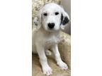 Adopt Anna Lonestar a Great Pyrenees / Mixed dog in Rockaway, NJ (41541536)