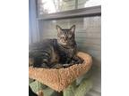 Adopt Milo a Gray, Blue or Silver Tabby Tabby / Mixed (short coat) cat in