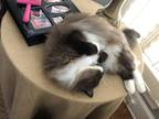 Adopt Isabelle a Brown or Chocolate (Mostly) Ragdoll / Mixed (long coat) cat in