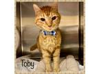 Adopt TOBY see also Kolb, Joe, Lacey a Orange or Red Tabby Domestic Shorthair