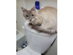 Adopt Grayson a Gray or Blue Siamese (long coat) cat in Victoria, TX (41317666)