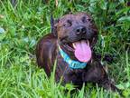 Adopt Reeses a Brindle American Staffordshire Terrier / Hound (Unknown Type) /