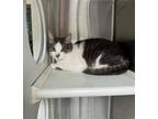 Adopt SMILEY a Gray or Blue Domestic Shorthair / Mixed (short coat) cat in