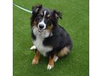 Adopt AUSTIN a Black Australian Shepherd / Mixed dog in Murfreesboro