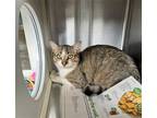 Adopt JASON a Brown or Chocolate Domestic Shorthair / Mixed (short coat) cat in