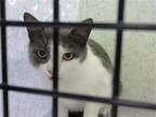 Adopt LOVIE a Gray or Blue Domestic Shorthair / Mixed (short coat) cat in