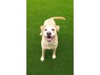 Adopt PUNKIN a Tan/Yellow/Fawn Labrador Retriever / Mixed dog in Murfreesboro
