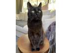 Adopt Mr. Big a Brown or Chocolate Domestic Shorthair / Mixed (short coat) cat