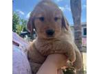 Golden Retriever Puppy for sale in Riverside, CA, USA