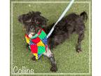 Adopt COLLINS a Black - with White Shih Tzu / Mixed dog in Marietta