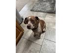 Adopt Tucker a Brown/Chocolate - with White Beagle / Boston Terrier / Mixed dog