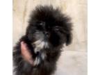 Shih Tzu Puppy for sale in Philadelphia, PA, USA