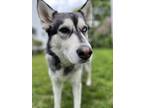 Adopt Raven a Gray/Silver/Salt & Pepper - with White Siberian Husky / Mixed dog