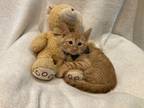 Adopt Eli a Orange or Red Tabby Domestic Shorthair (short coat) cat in Metairie