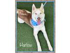 Adopt HARLOW a White - with Red, Golden, Orange or Chestnut Husky / Mixed dog in