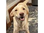 Adopt NILA a Tan/Yellow/Fawn Labrador Retriever / Weimaraner / Mixed dog in