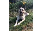 Adopt Tyrian a White - with Gray or Silver German Shepherd Dog / Mixed dog in