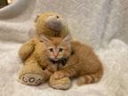 Adopt Princess Charming a Orange or Red Tabby Maine Coon (long coat) cat in