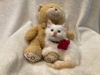 Adopt Princess Aurora a Cream or Ivory Siamese (long coat) cat in Metairie