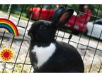 Adopt Oreo a Dutch / Mixed (short coat) rabbit in Tampa, FL (41541454)