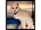 Adopt JOE see also Kolb, Toby, Lacey a White Domestic Shorthair (short coat) cat