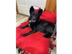 Adopt (cr) Blacky a Mixed Breed (Medium) / Mixed dog in Fargo, ND (41541485)