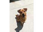 Adopt Rusty a Red/Golden/Orange/Chestnut Mixed Breed (Small) / Mixed dog in