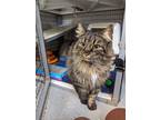 Adopt Ruby a Brown Tabby Domestic Longhair (long coat) cat in Kalamazoo