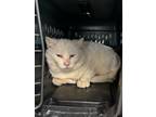 Adopt Hank Moody a Domestic Shorthair / Mixed (short coat) cat in Dearborn